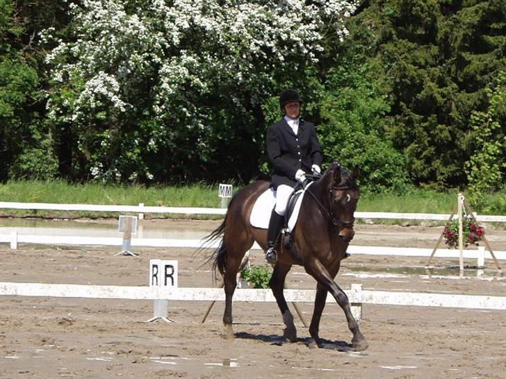 Anden særlig race Platinico billede 4