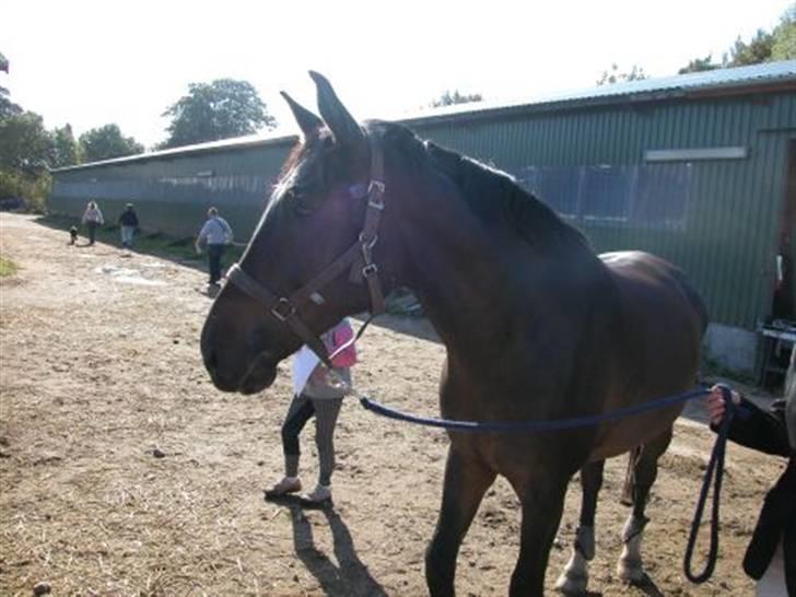 Anden særlig race Platinico billede 5