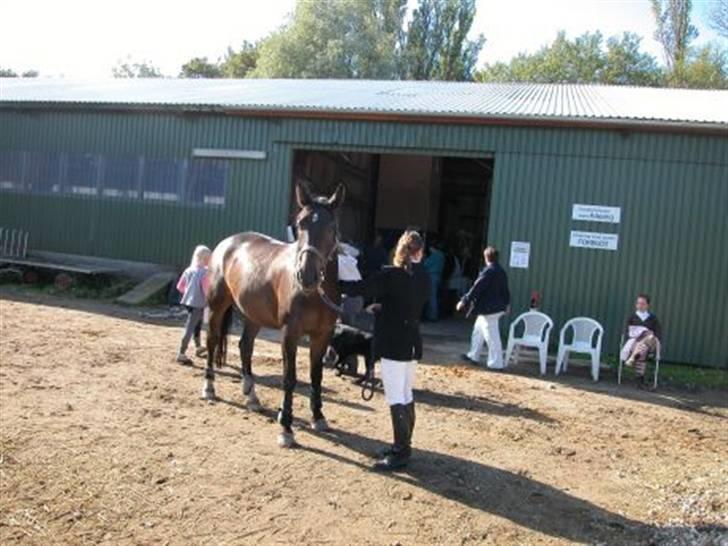 Anden særlig race Platinico billede 7