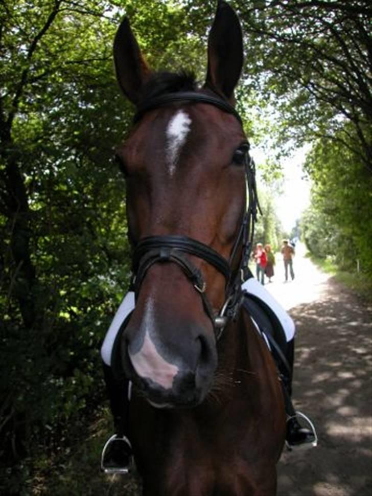 Anden særlig race Aicha billede 1