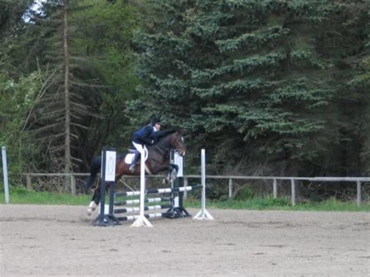 Anden særlig race Aicha billede 2