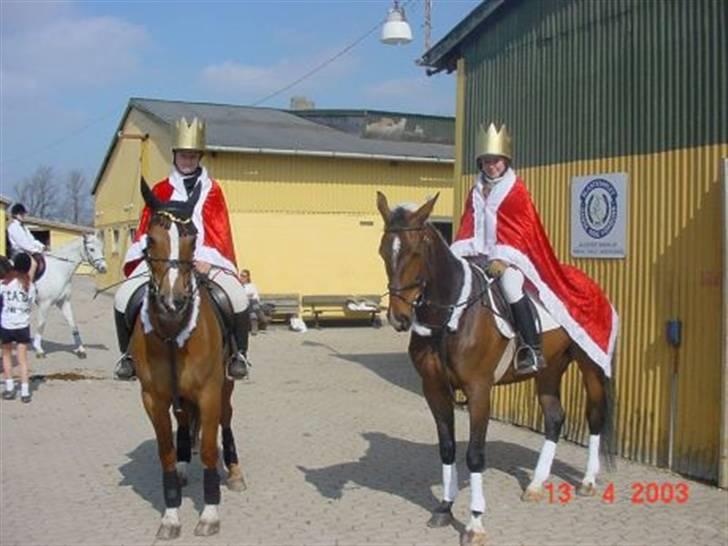 Anden særlig race Aicha billede 3