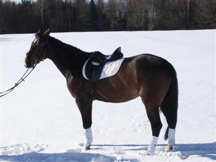 Anden særlig race Aicha billede 6