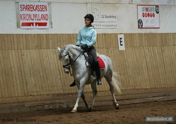 Anden særlig race Shadow B-pony "Solgt" :'( - Han har simelthen bare den bedste trav! <3 billede 20
