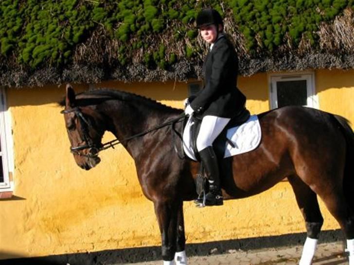 Anden særlig race Aicha billede 7