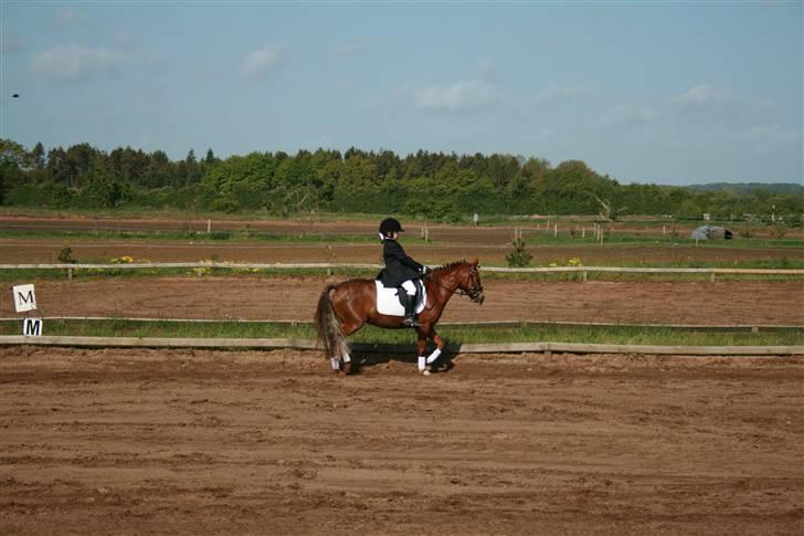 New Forest Avlantis - Udvidet klubstævne Snogården.2007 billede 2