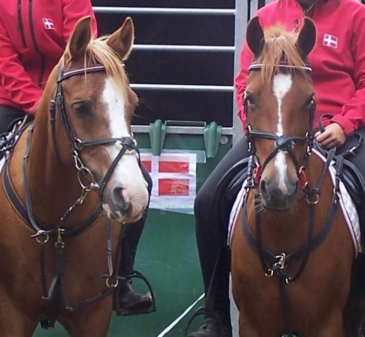 Hollandsk Sportspony Roxanne(Foxy Roxy)solgt - The red devils VM 07 billede 15