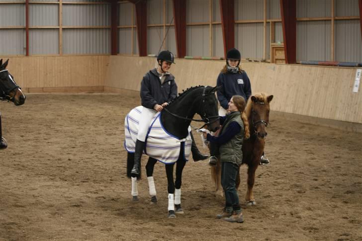 Knabstrupper Lotus corniculatus-solgt billede 14