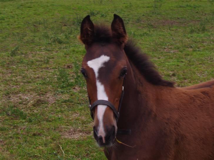 Dansk Varmblod Toftelunds Diamond billede 13