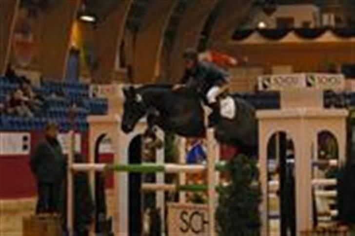 Belgisk Sportspony Slingo Choice billede 2