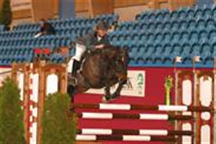 Belgisk Sportspony Slingo Choice billede 3