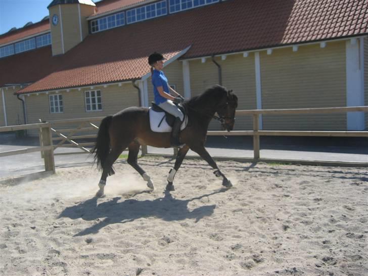 Belgisk Sportspony Slingo Choice billede 5