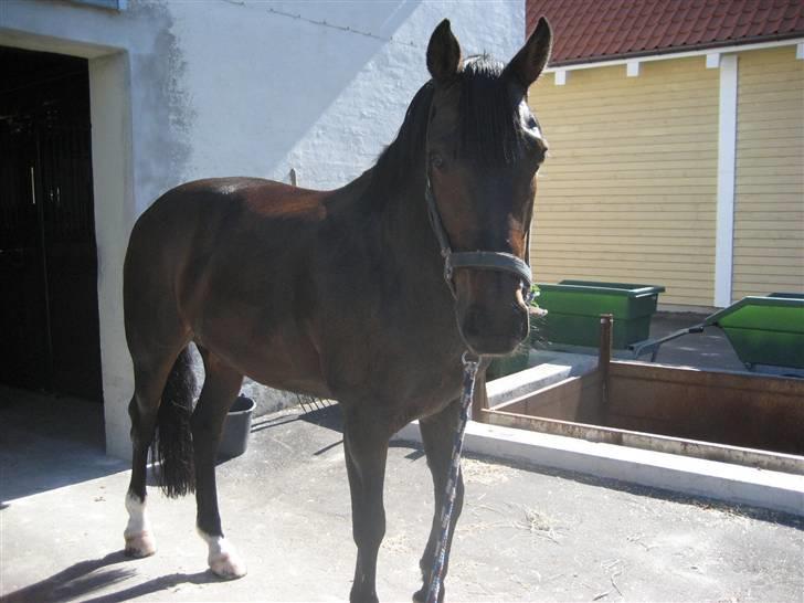 Belgisk Sportspony Slingo Choice billede 9