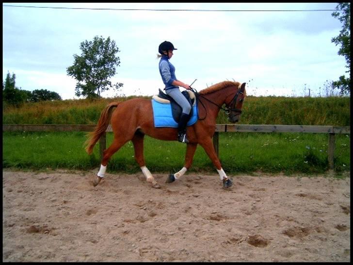 DSP Mr. Fando  - dressurtræning sommeren 2006 . de bedste tider var dengang <3 billede 4