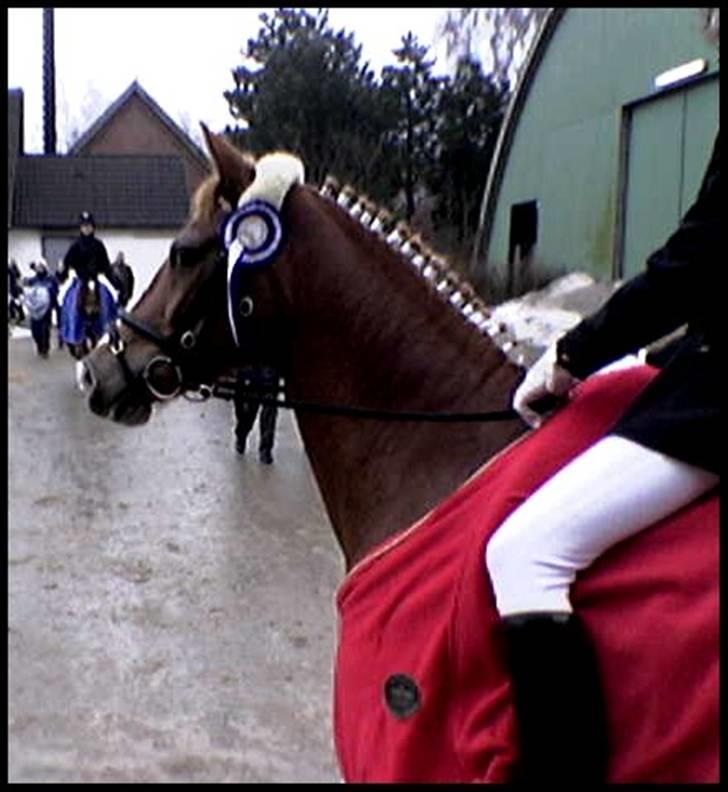 DSP Mr. Fando  - til vores første stævne i februar <3 du var en stjerne :D billede 7