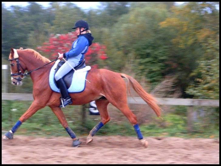 DSP Mr. Fando  - dressurtræning på min fødsesldag <3 29.10.2006 (L) sådejlig du var. billede 12