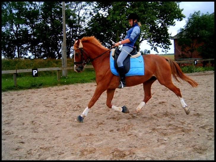 DSP Mr. Fando  - øgning (L) billede 18