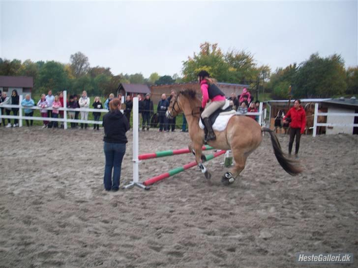 Anden særlig race Tyson <33   - stævne 15/10-08 hopp 70 cm foto: marina billede 5