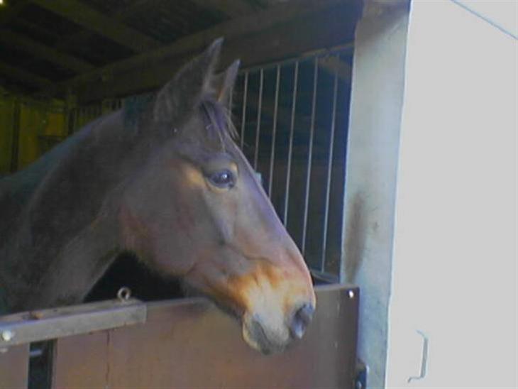 {{currentPhoto.altText}} billede {{currentPhoto.number}}