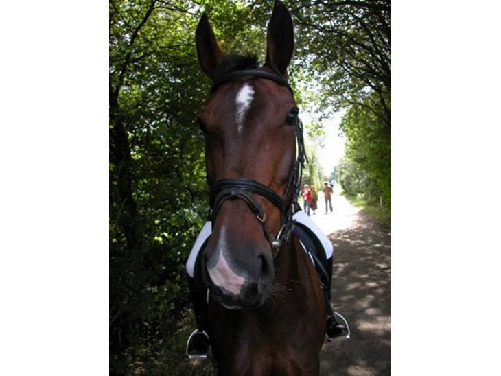 {{currentPhoto.altText}} billede {{currentPhoto.number}}