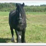 Irish Cob Ozzy O