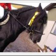 Irish Cob Ozzy O