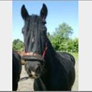 Irish Cob Ozzy O