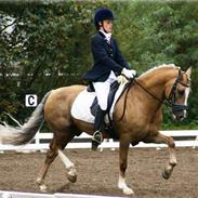 Welsh Pony af Cob-type (sec C) Åvangs Bounty (Solgt)