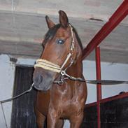 Traver El Santos [Himmelhest] 