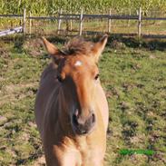 Anden særlig race Chandarm