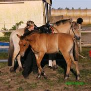 Anden særlig race Chandarm