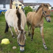 Anden særlig race Chandarm