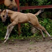 Quarter curley drema vision