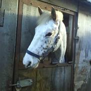 Knabstrupper  La`Bravo * solgt *