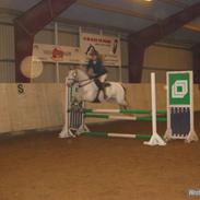 Knabstrupper  La`Bravo * solgt *