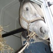 Hollandsk Sportspony Mini 