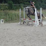 Hollandsk Sportspony Mini 