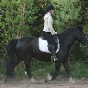 Irish Cob Royal Irish Boots (AL)
