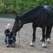 Irish Cob Royal Irish Boots (AL)