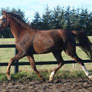 Dansk Varmblod Romantinn