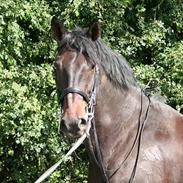 Anden særlig race Kashmir