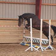 Anden særlig race Kashmir