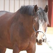 Anden særlig race Kashmir