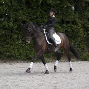 Anden særlig race Kashmir