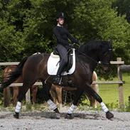 Anden særlig race Kashmir