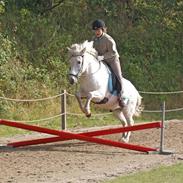 Islænder sindri fra gl.ladegård