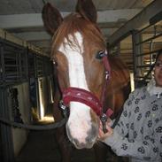 Dansk Varmblod Aria Sky<3 SOLGT :(