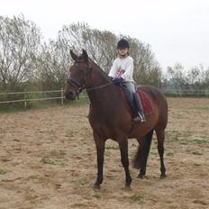 Anden særlig race Kia