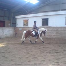 Anden særlig race Cato-Boy 