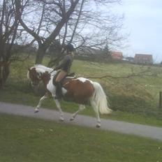 Anden særlig race Cato-Boy 